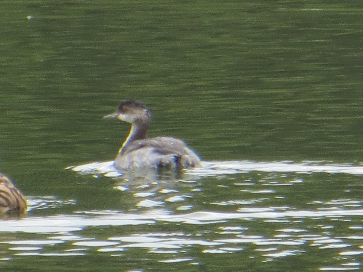 Eared Grebe - ML489857471