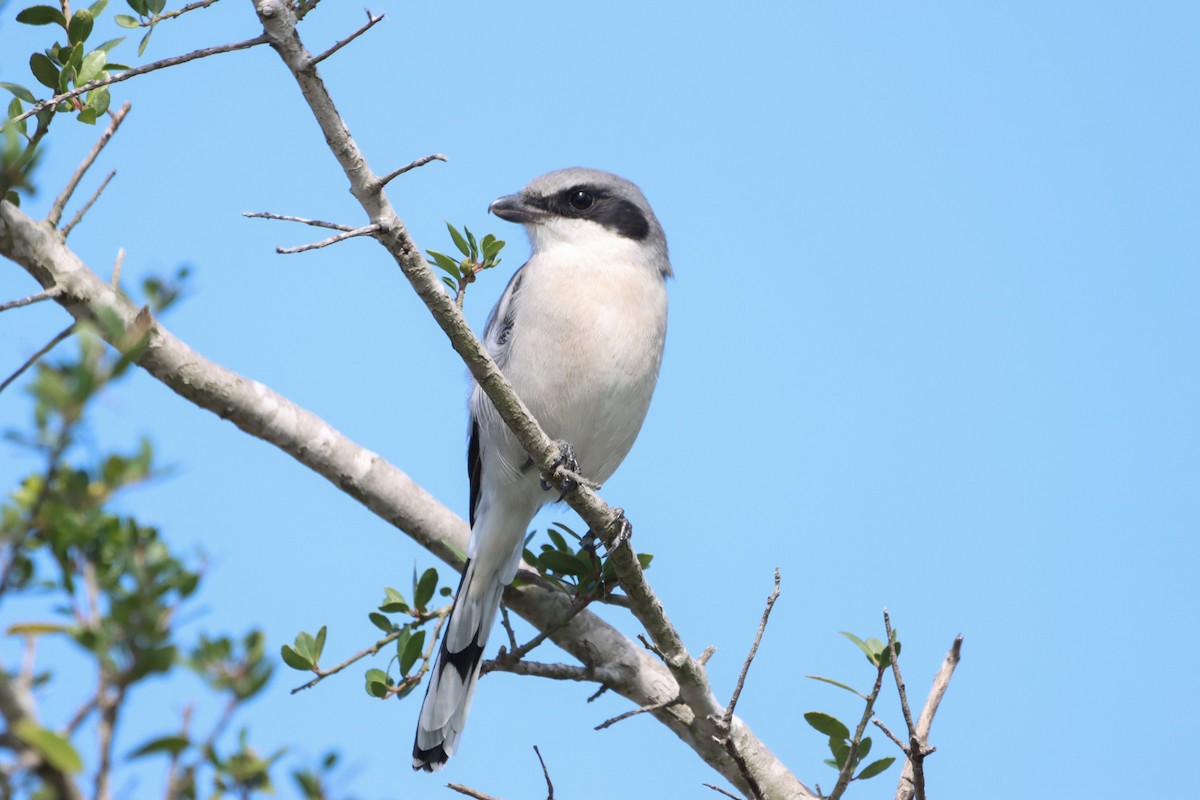 Loggerhead Shrike - ML489858481