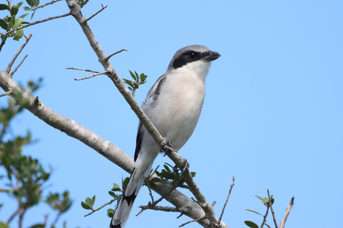 Loggerhead Shrike - Madeline Wainscott