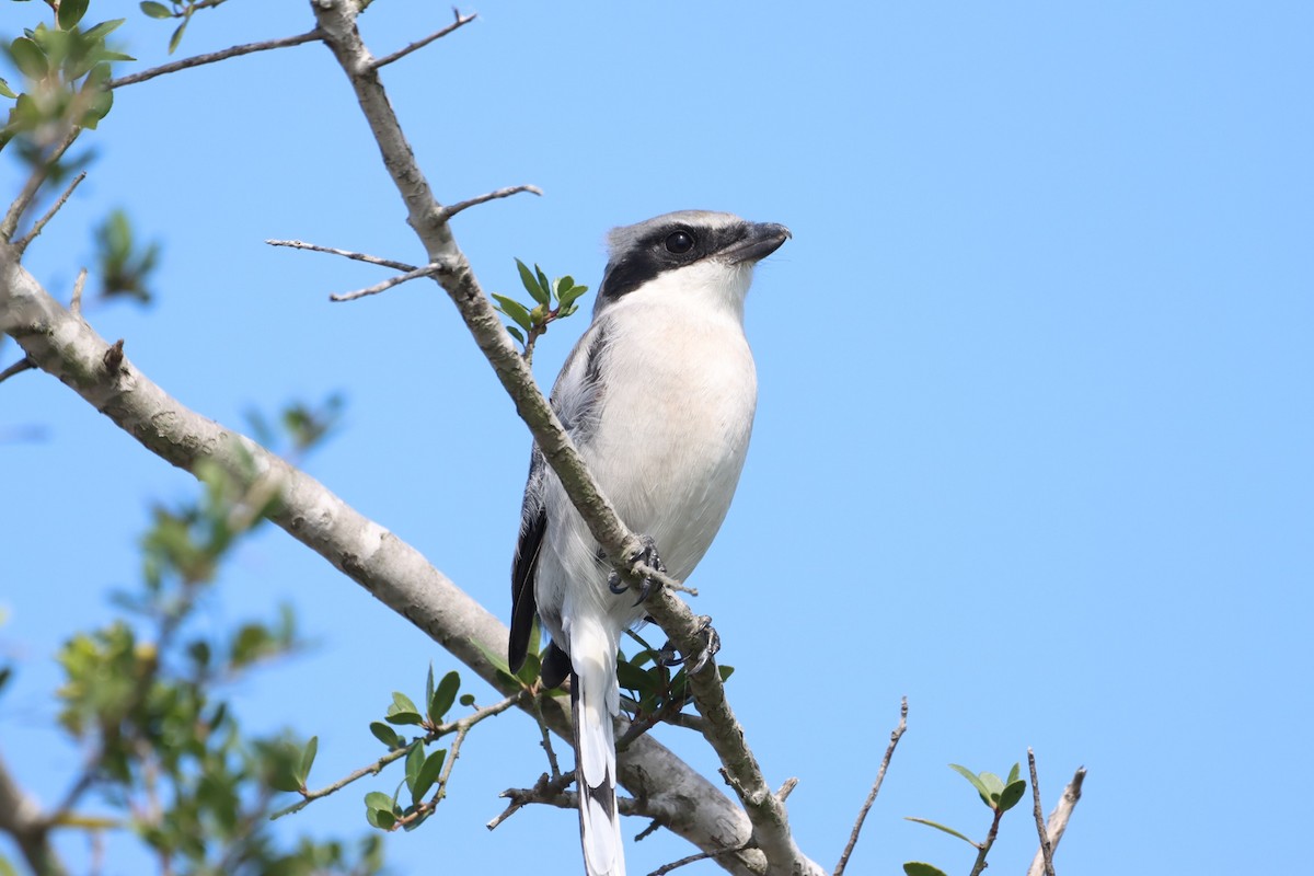 Loggerhead Shrike - ML489858501