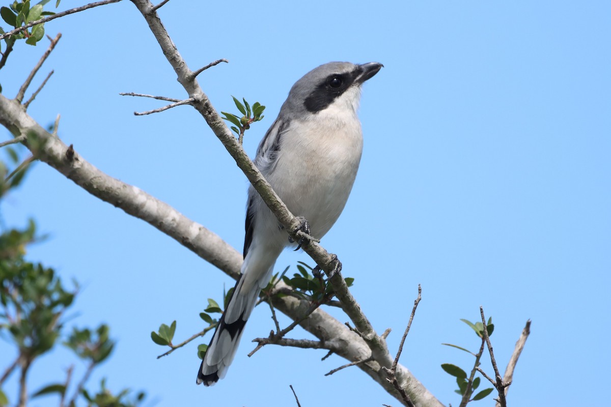 Loggerhead Shrike - Madeline Wainscott