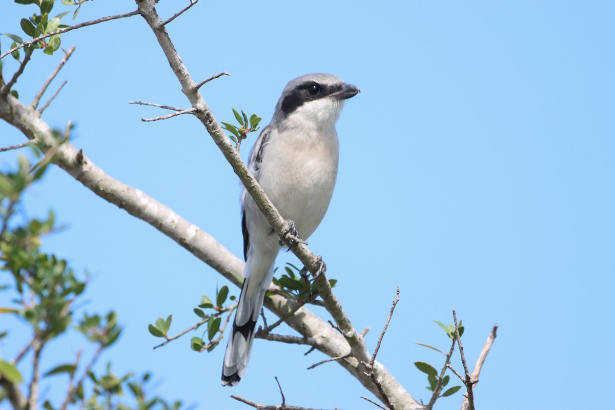 Loggerhead Shrike - ML489858521