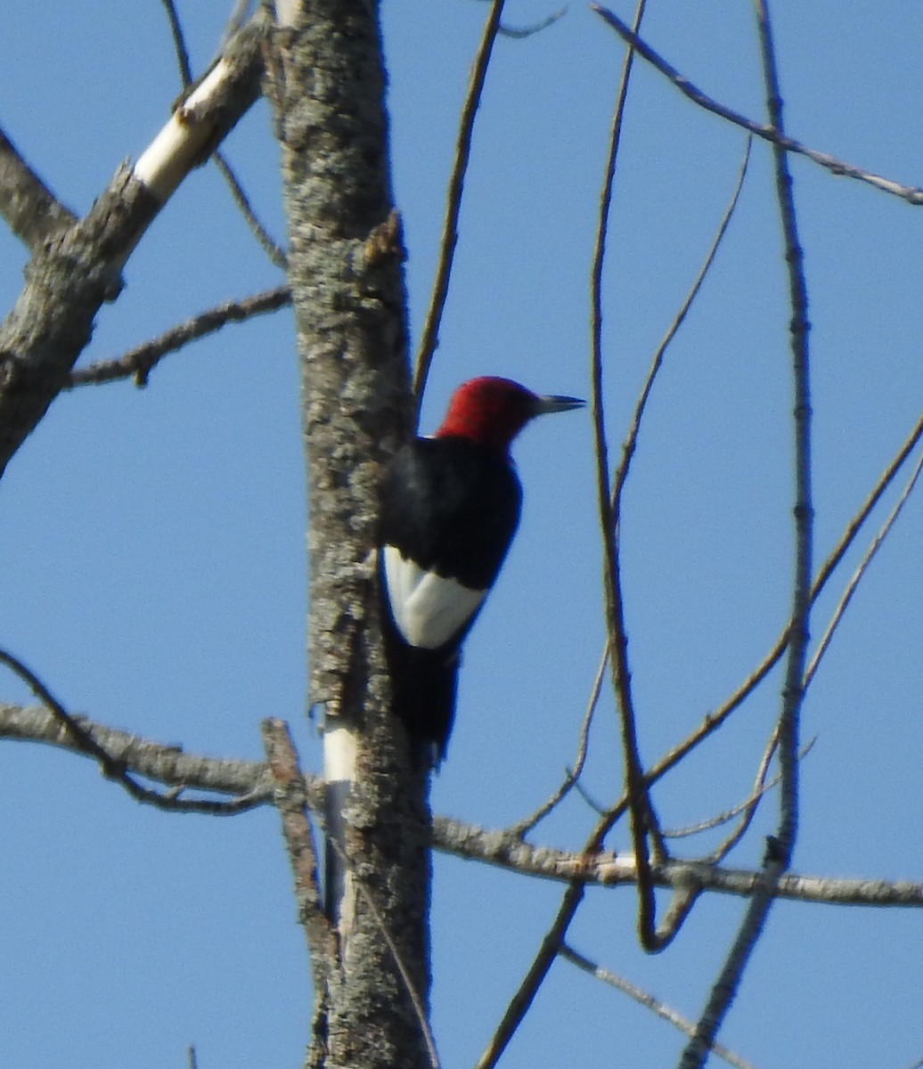 Pic à tête rouge - ML489859671