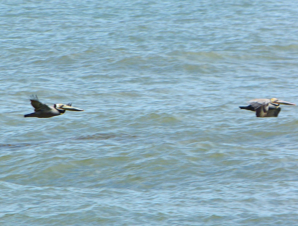 Brown Pelican - lynda fenneman