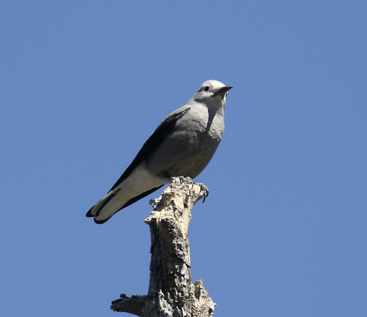 Clark's Nutcracker - ML489860311