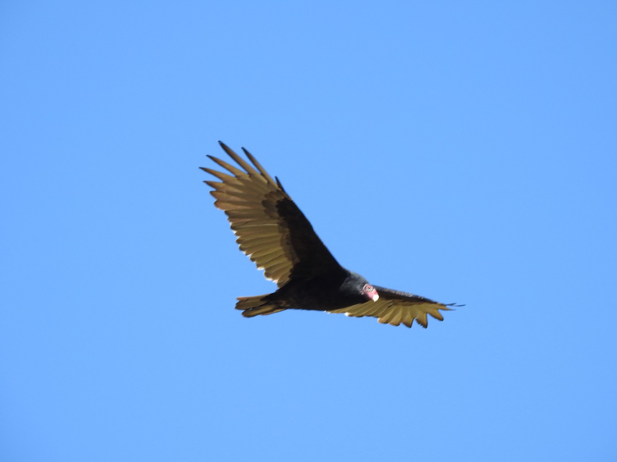 Turkey Vulture - ML489860391