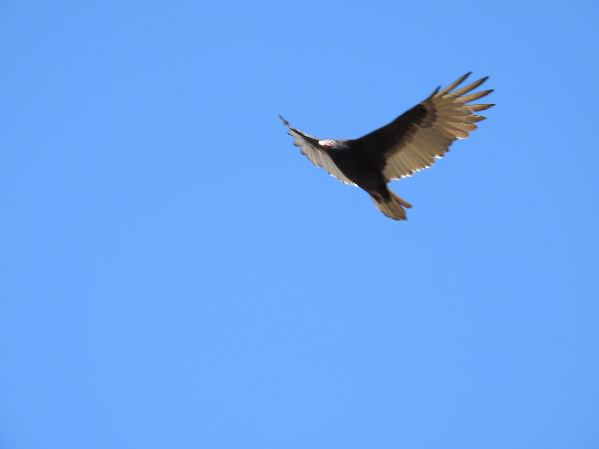 Turkey Vulture - ML489860401