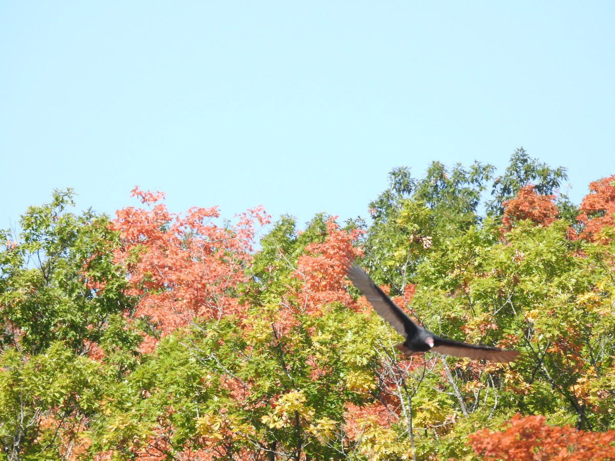 Turkey Vulture - ML489860411