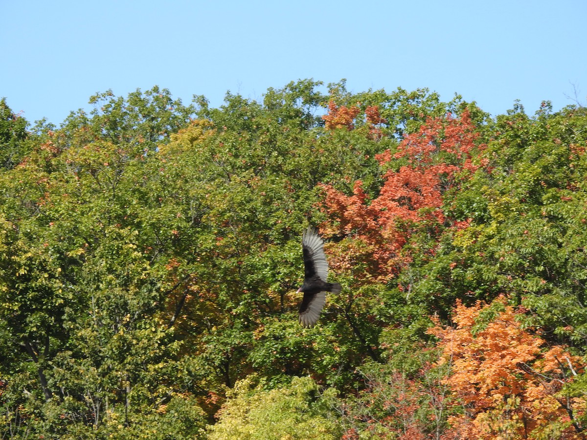 Turkey Vulture - ML489860421