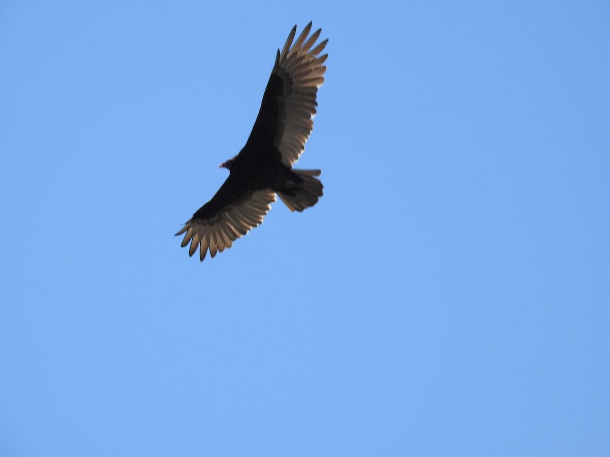 Turkey Vulture - ML489860431