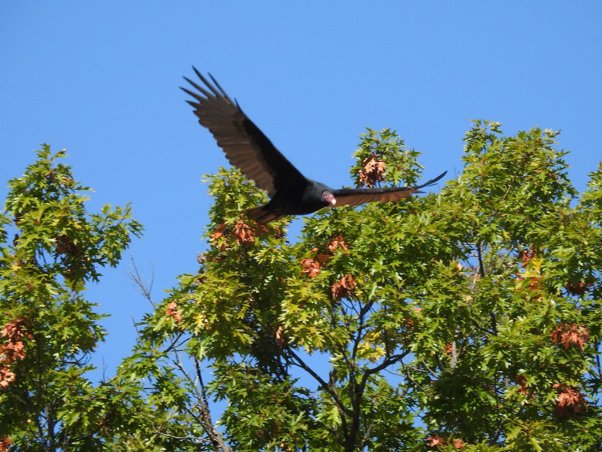 Turkey Vulture - ML489860441