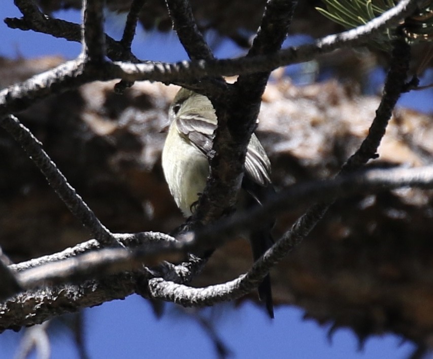 Mosquero sp. (Empidonax sp.) - ML489860581