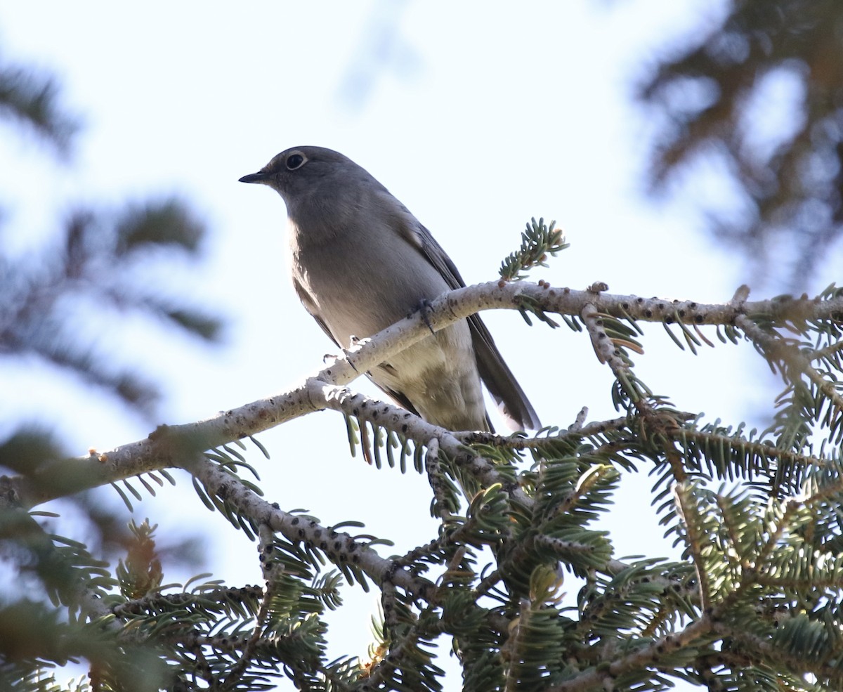 Townsend's Solitaire - Otto Mayer