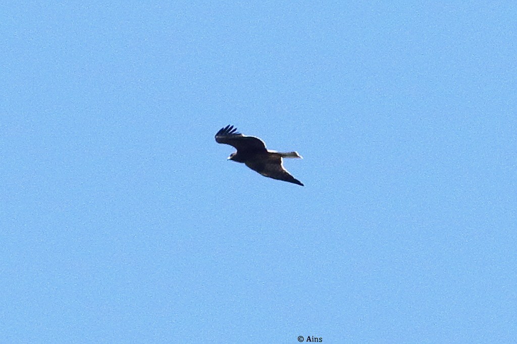 Booted Eagle - ML489860791