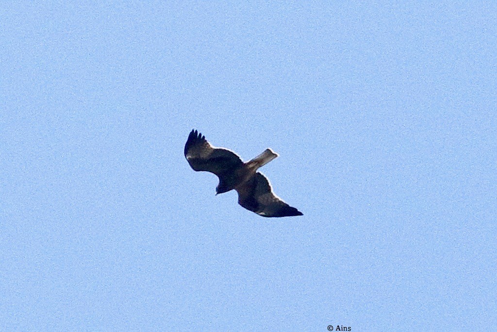 Booted Eagle - ML489860801