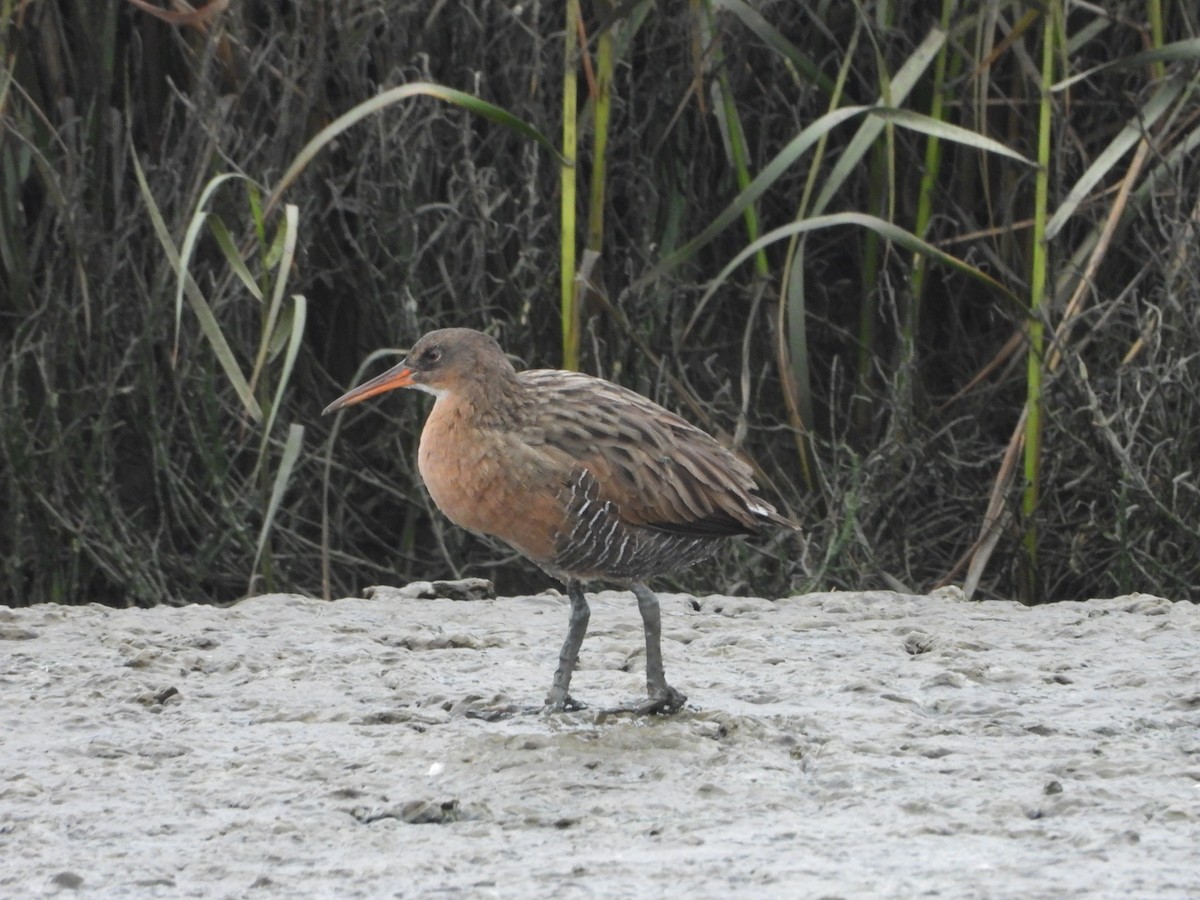 chřástal kalifornský - ML489860901
