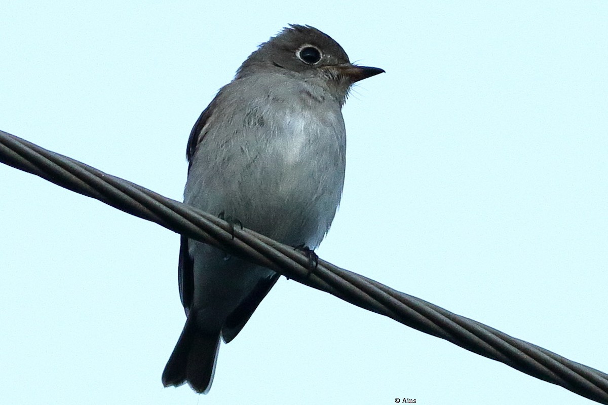Asian Brown Flycatcher - Ains Priestman