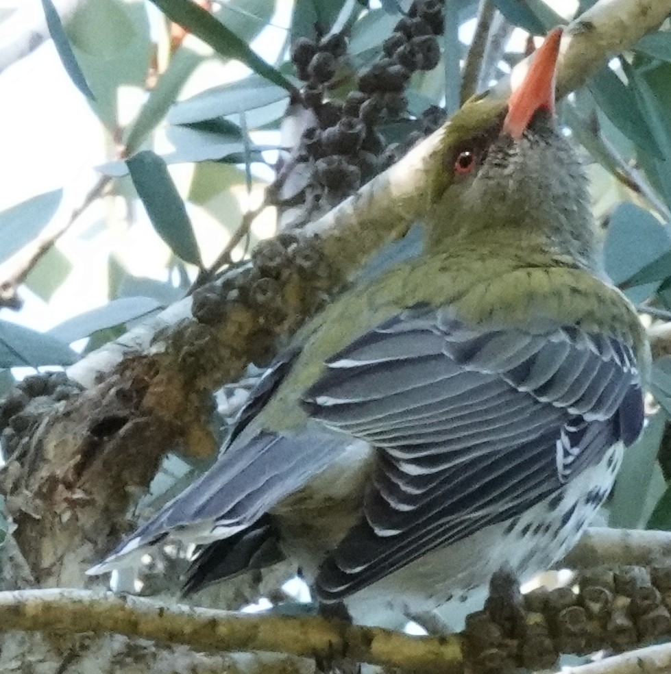 Olive-backed Oriole - ML489862571