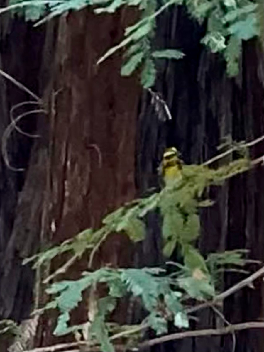 Townsend's Warbler - California Redwood