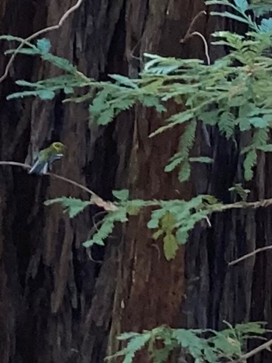 Townsend's Warbler - California Redwood