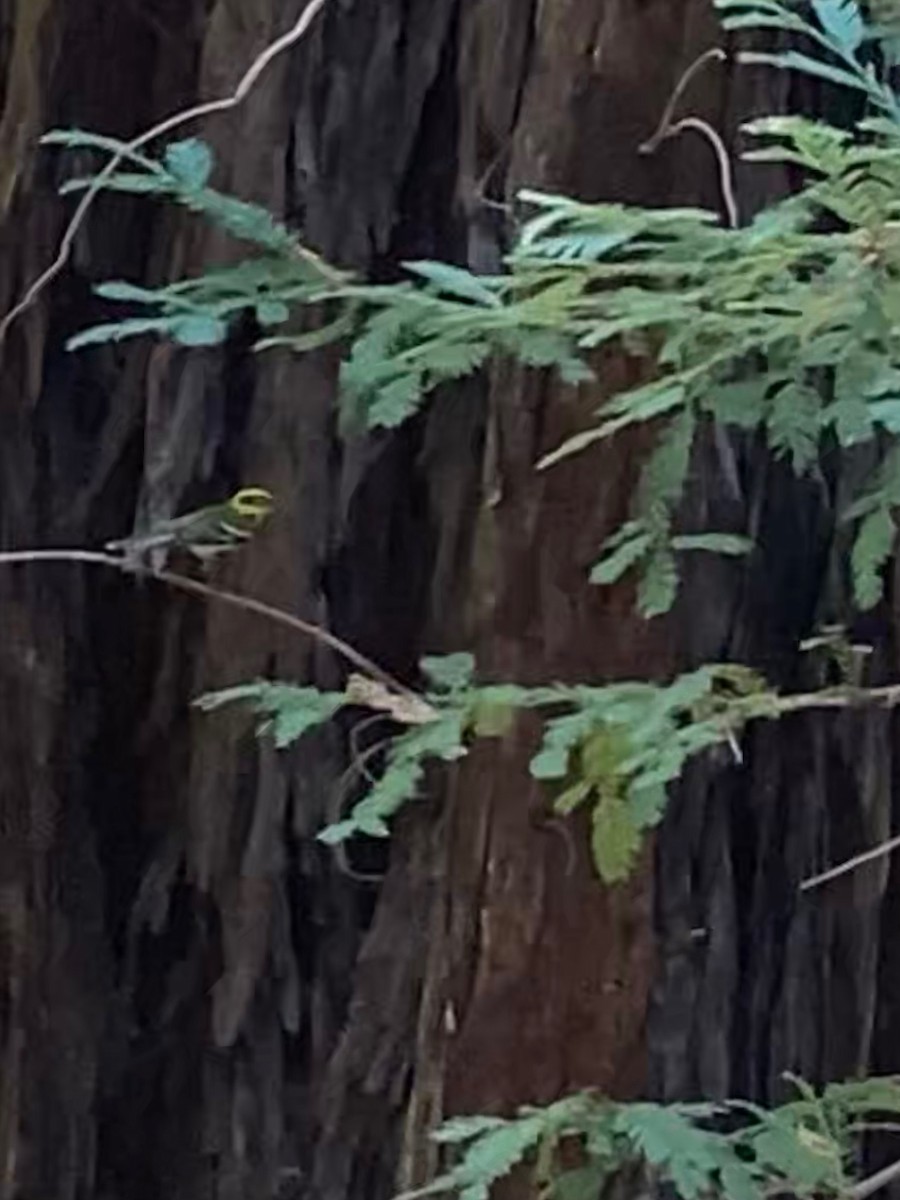 Townsend's Warbler - California Redwood