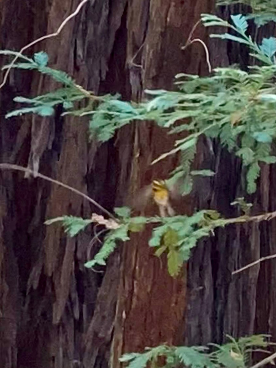 Townsend's Warbler - ML489863021