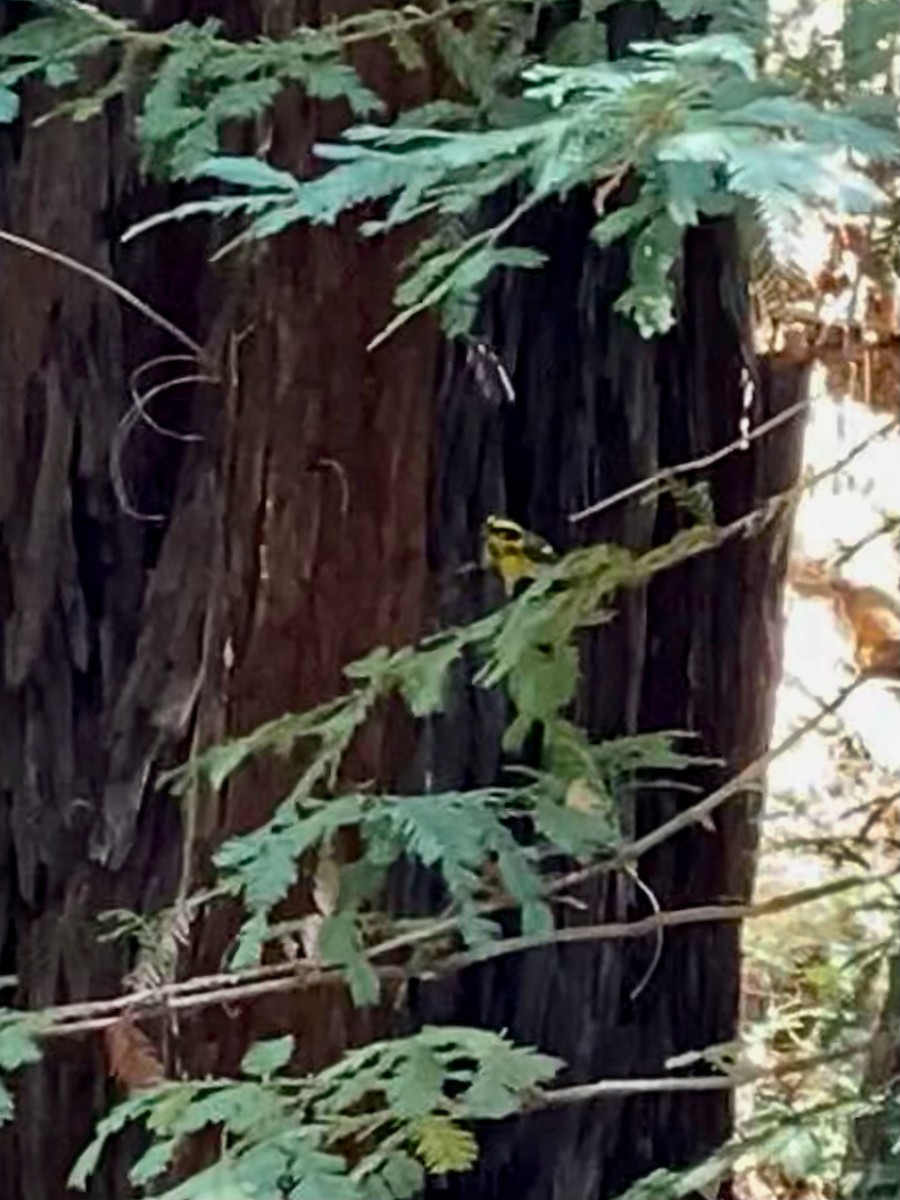 Townsend's Warbler - California Redwood