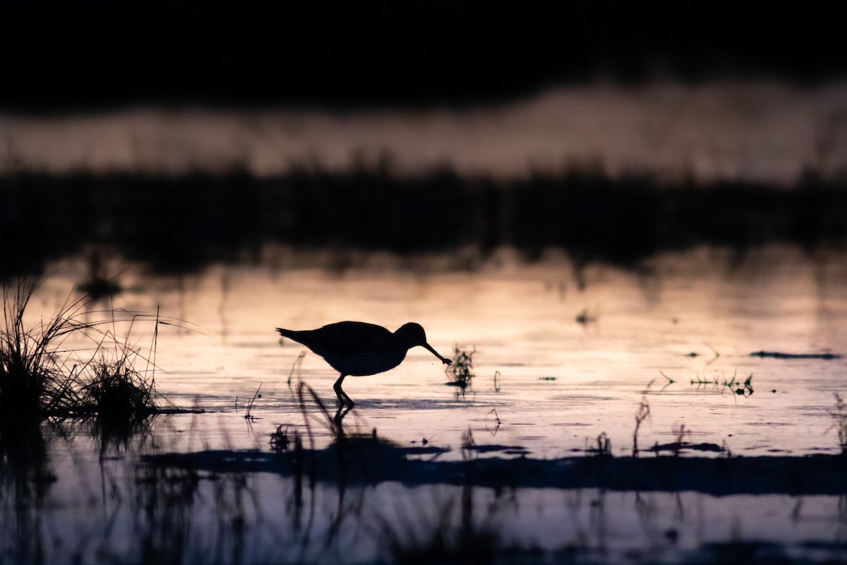 Greater Yellowlegs - ML489863201