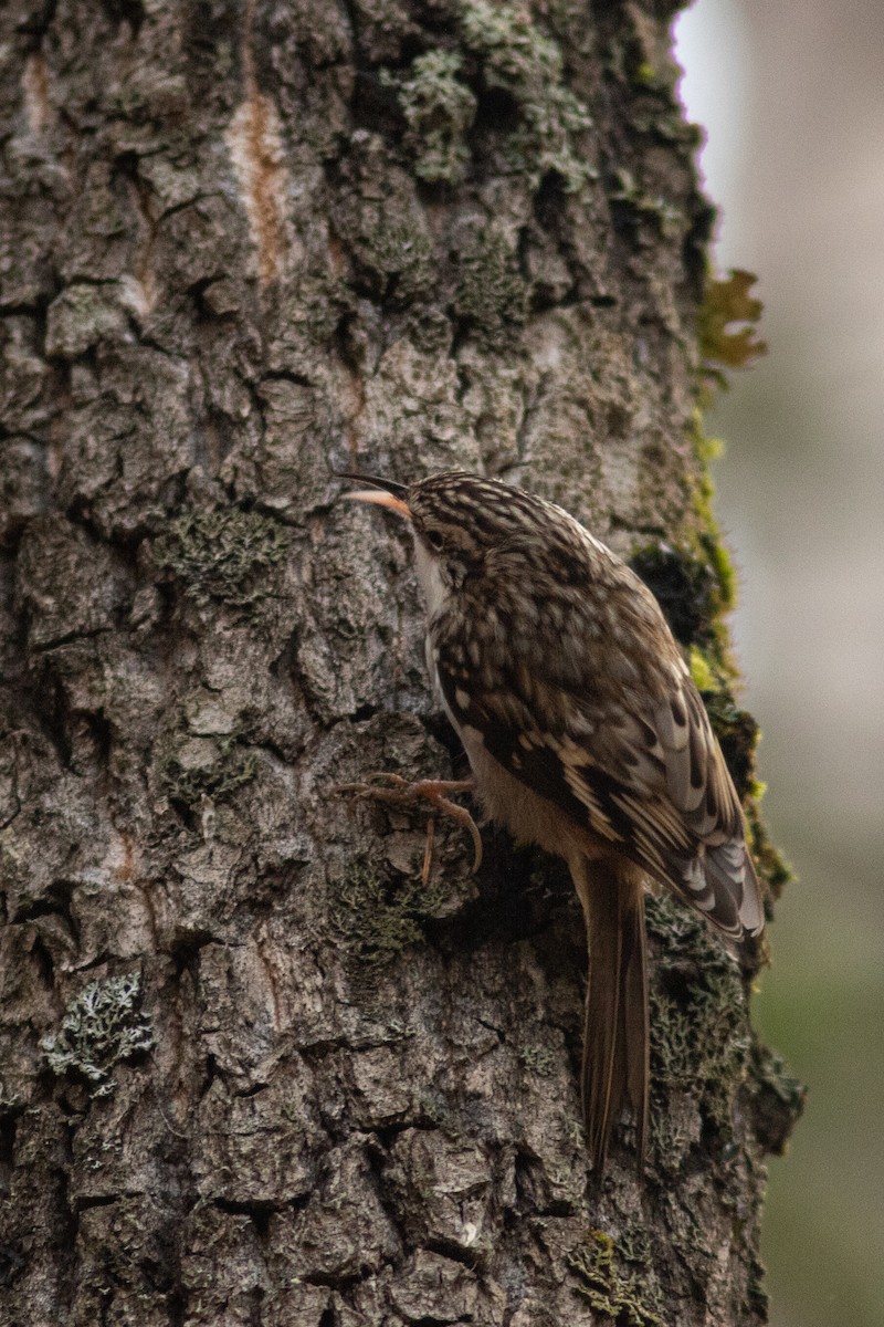 Brown Creeper - ML489863631