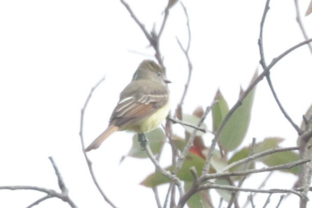 Great Crested Flycatcher - ML489863691