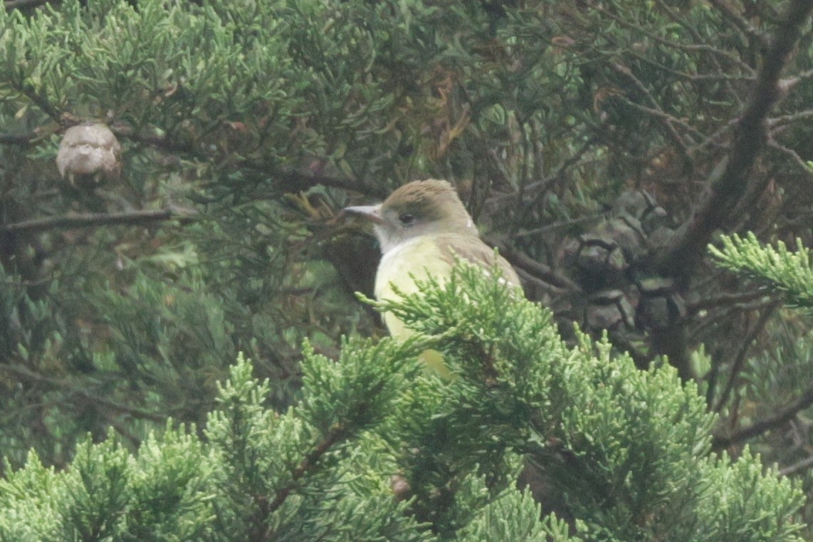 Great Crested Flycatcher - ML489863781