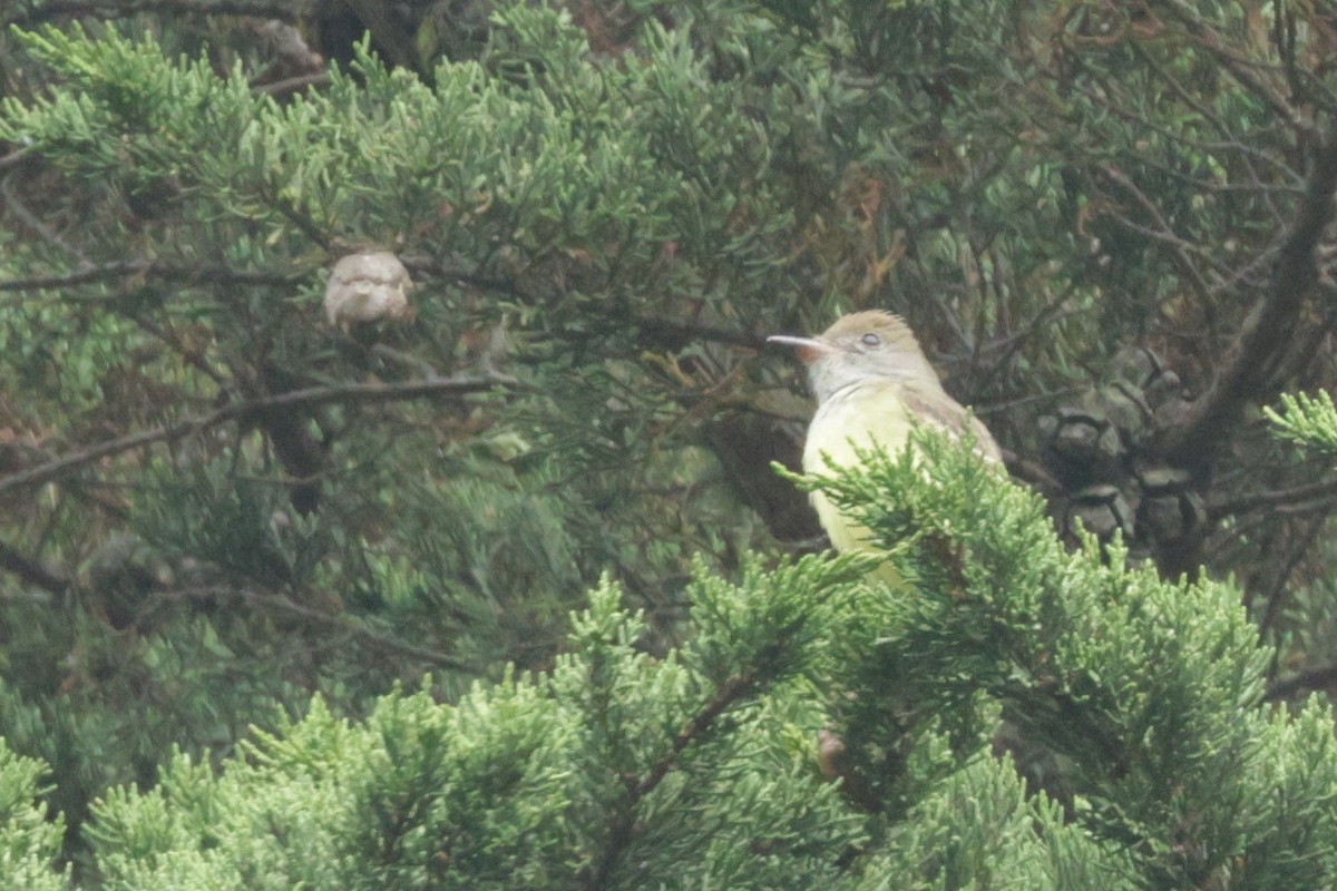 Great Crested Flycatcher - ML489863811