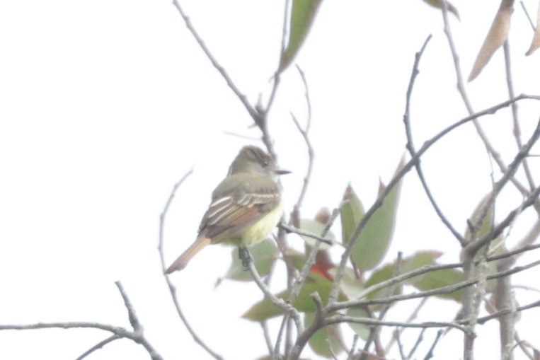 Great Crested Flycatcher - ML489863831