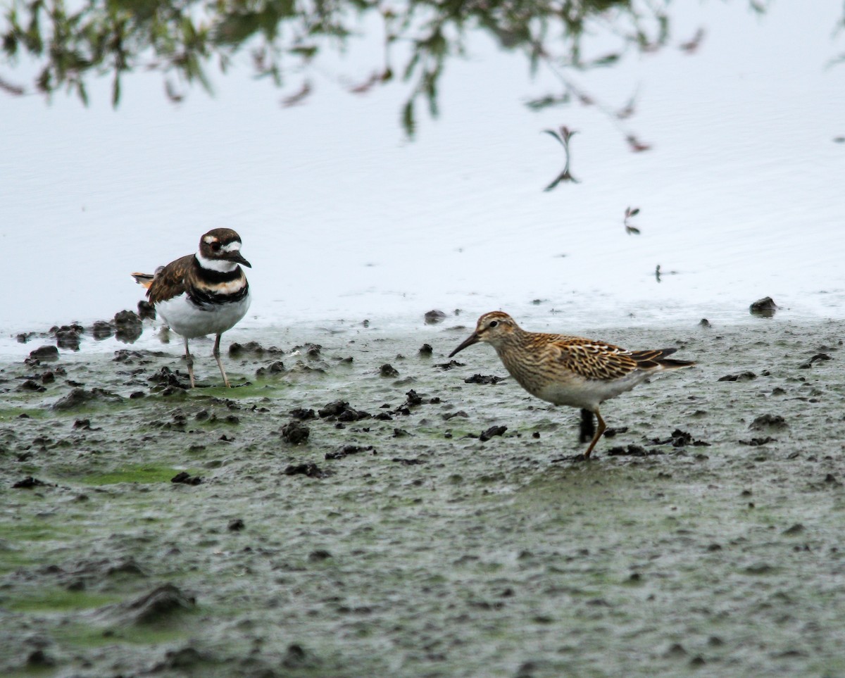 Pectoral Sandpiper - ML489864151