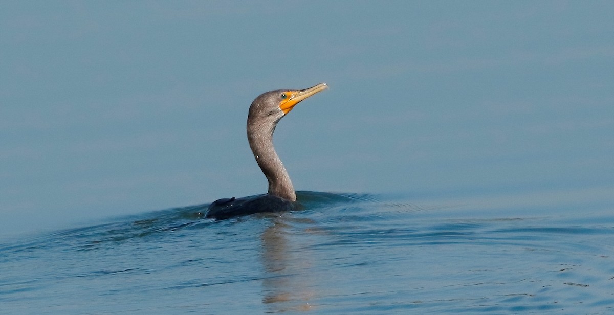 Double-crested Cormorant - ML489864381