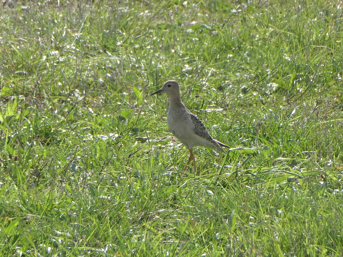 Buff-breasted Sandpiper - Ian Cruickshank