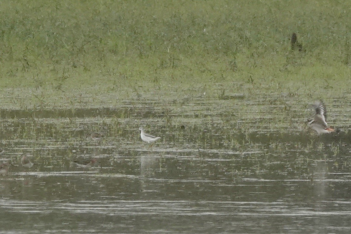 Wilson's Phalarope - ML489865411