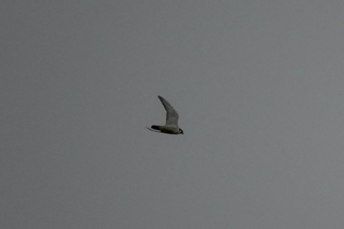 Peregrine Falcon - ML489865481