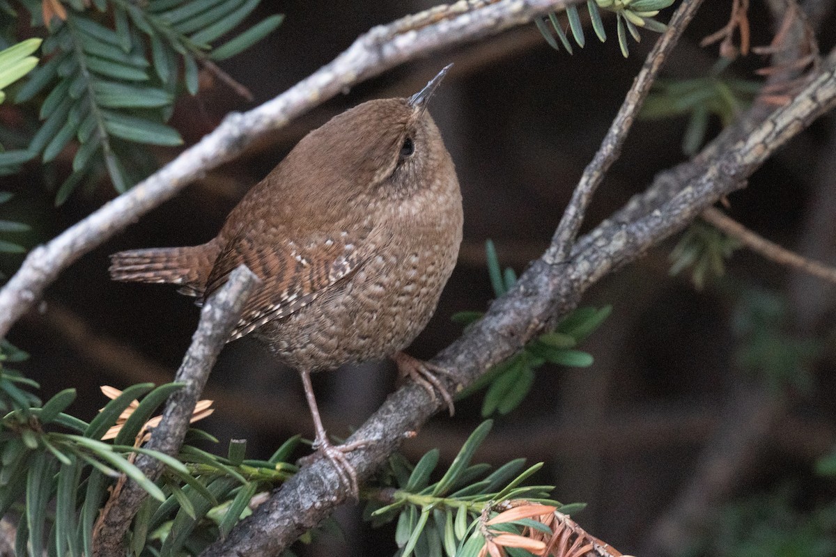 Winter Wren - ML489865891