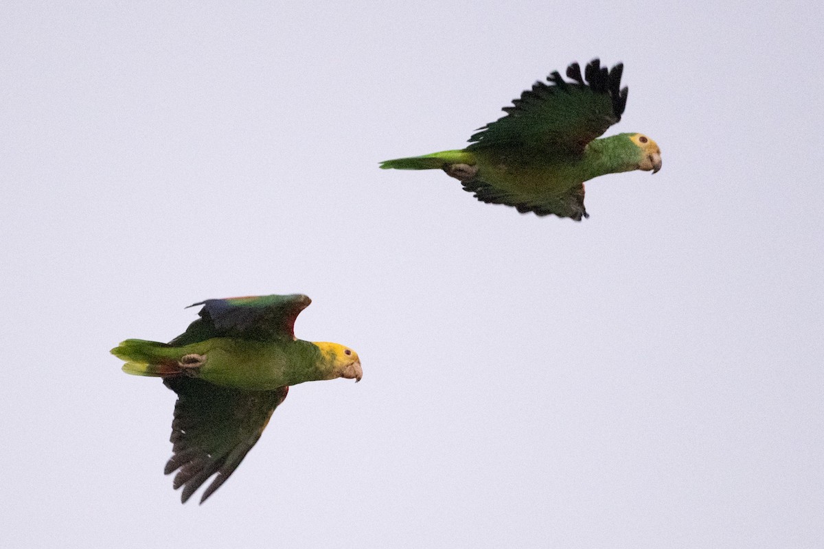 Yellow-headed Parrot - Cynthia  Case
