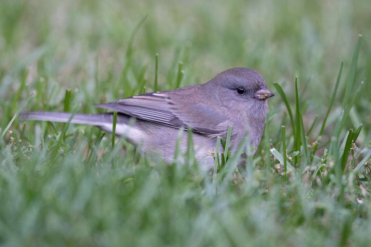 vinterjunko (hyemalis/carolinensis) - ML489866951