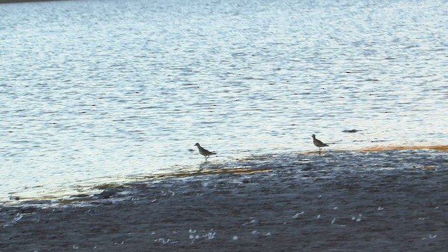 American Golden-Plover - ML489868911