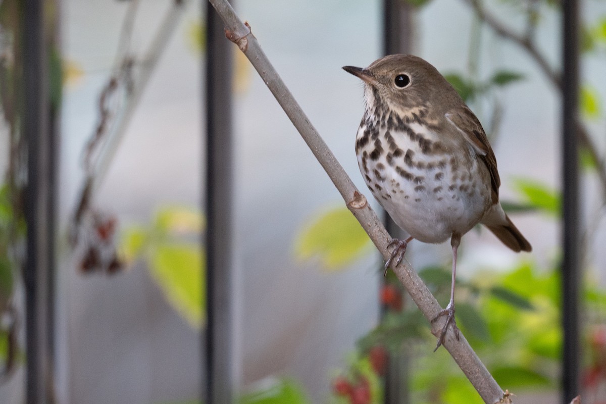 Hermit Thrush - ML489869291