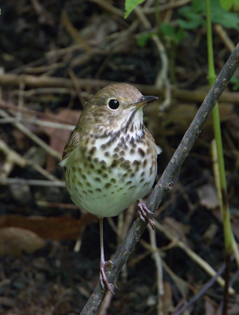 Hermit Thrush - ML489869831