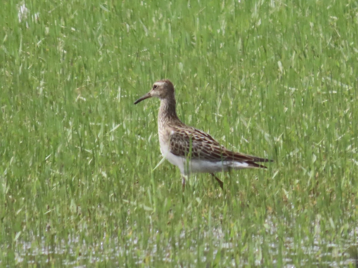 Pectoral Sandpiper - ML489870011