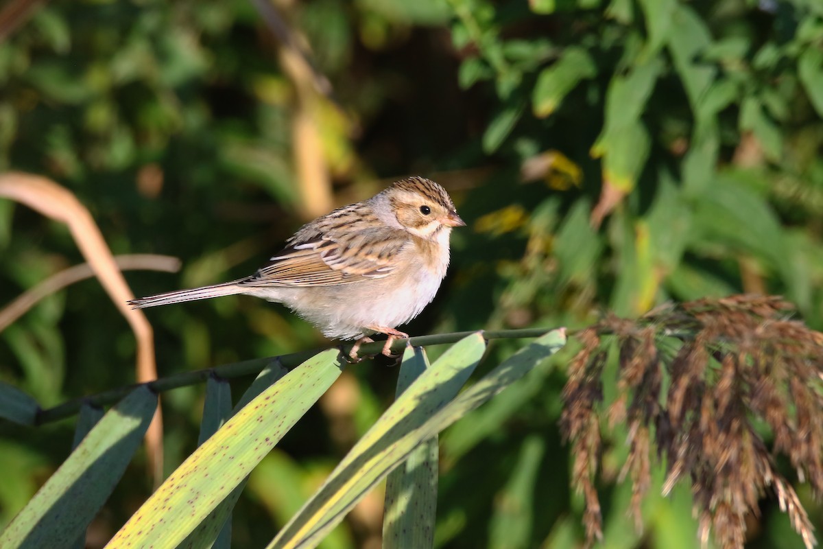 Clay-colored Sparrow - Devin Griffiths