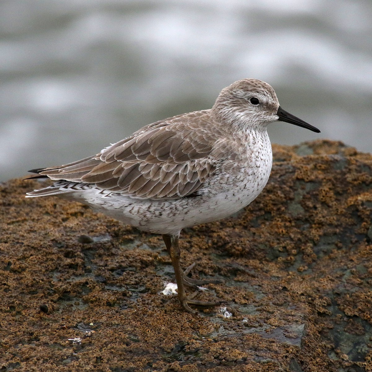 Red Knot - ML489870881