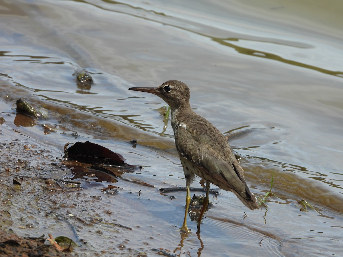 Spotted Sandpiper - ML489872311