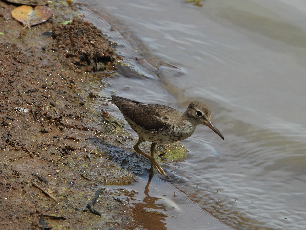 Spotted Sandpiper - ML489872321