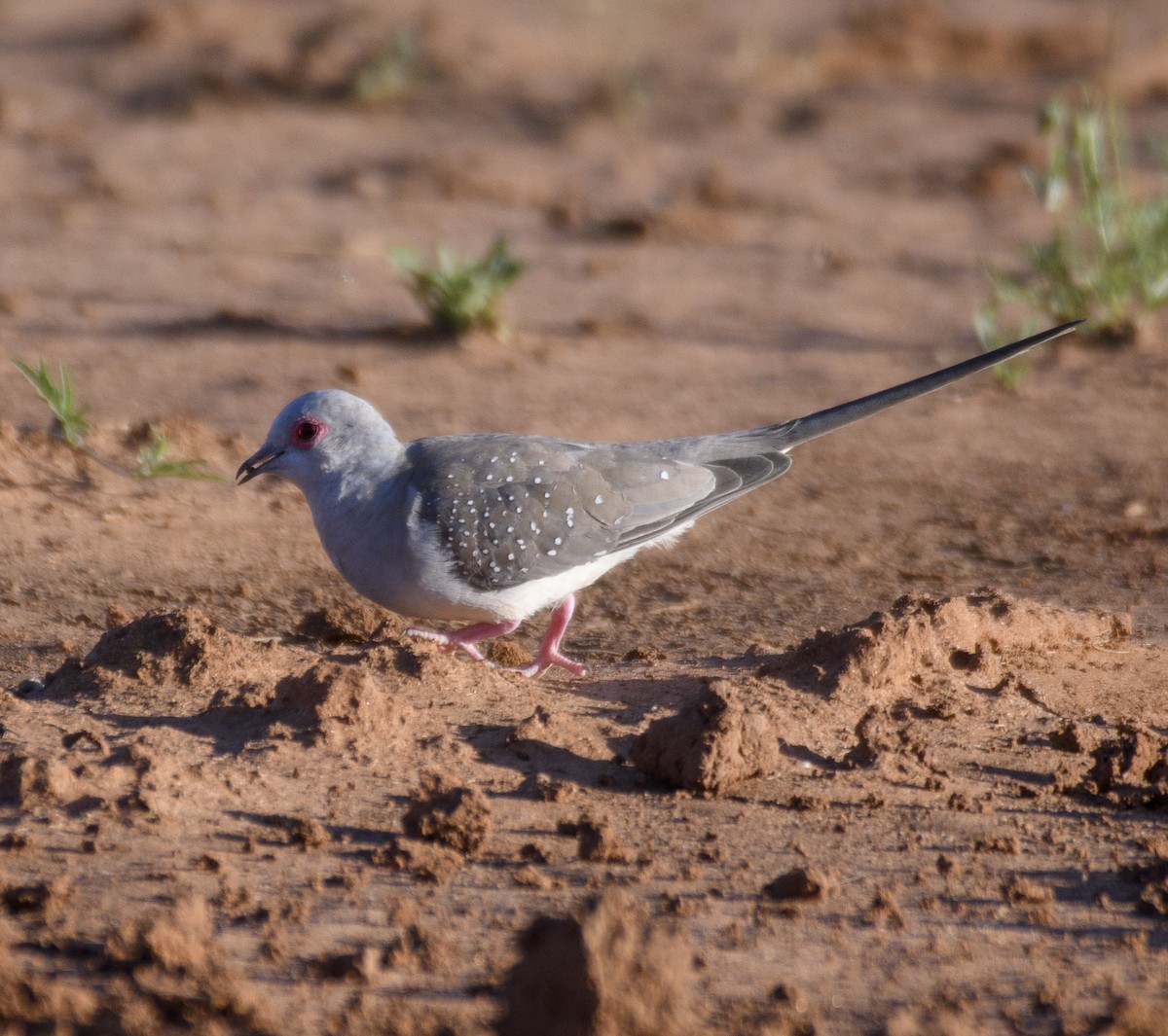 Diamond Dove - ML489872701